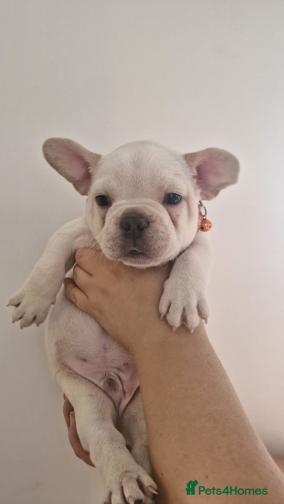 French Bulldog dogs for sale: Lovley frenchie puppies  - Image 14