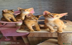 Abyssinian cats for sale: Abisinian kittens  - Image 14