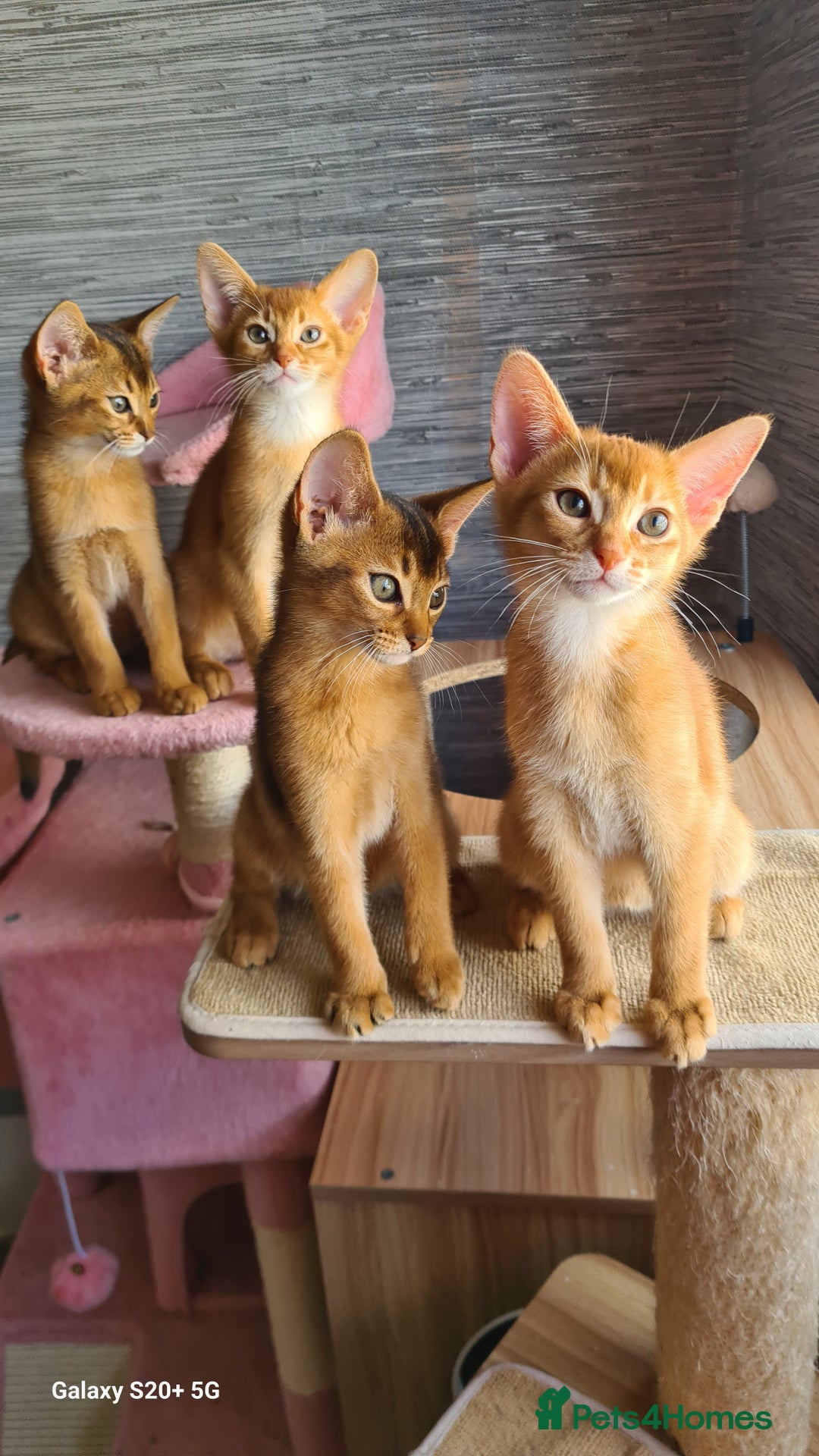 Abyssinian cats for sale: Abisinian kittens  - Image 14