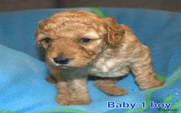 Mixed Breed dogs for sale: 4 boys 2 girls cavapoo x cockapoo puppies - Image 1