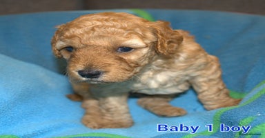 Mixed Breed dogs - Advert 15