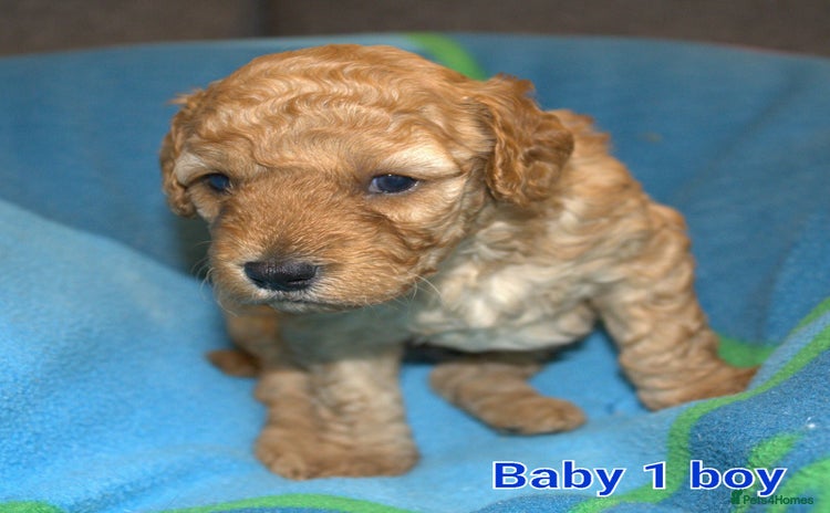 Mixed Breed dogs - Advert 8