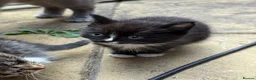 Mixed Breed cats for sale: Kitten for sale in Bilston - Advert 2