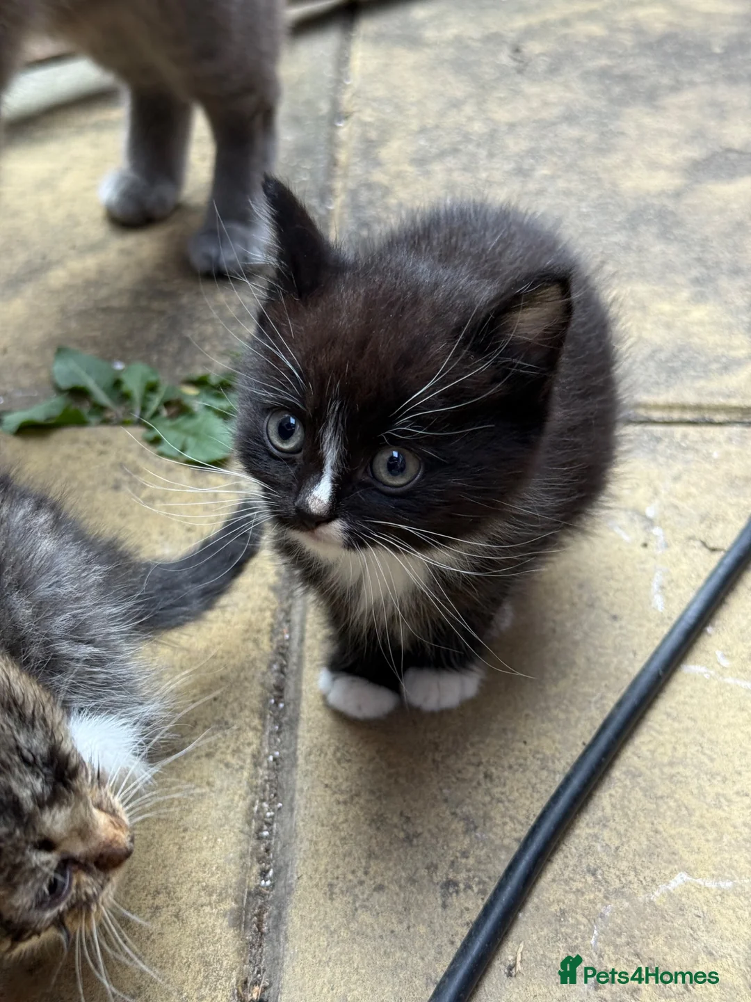 Mixed Breed cats for sale: Kitten for sale in Bilston - Advert 2