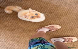 Ragdoll cats for stud: Flame Point Ragdoll Stud – Gentle & Gorgeous - Image 4