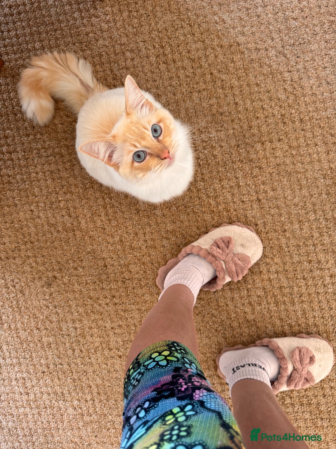 Ragdoll cats for stud: Flame Point Ragdoll Stud – Gentle & Gorgeous - Image 4