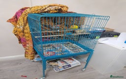 Parakeets birds for sale: Budgie for sale - Image 4