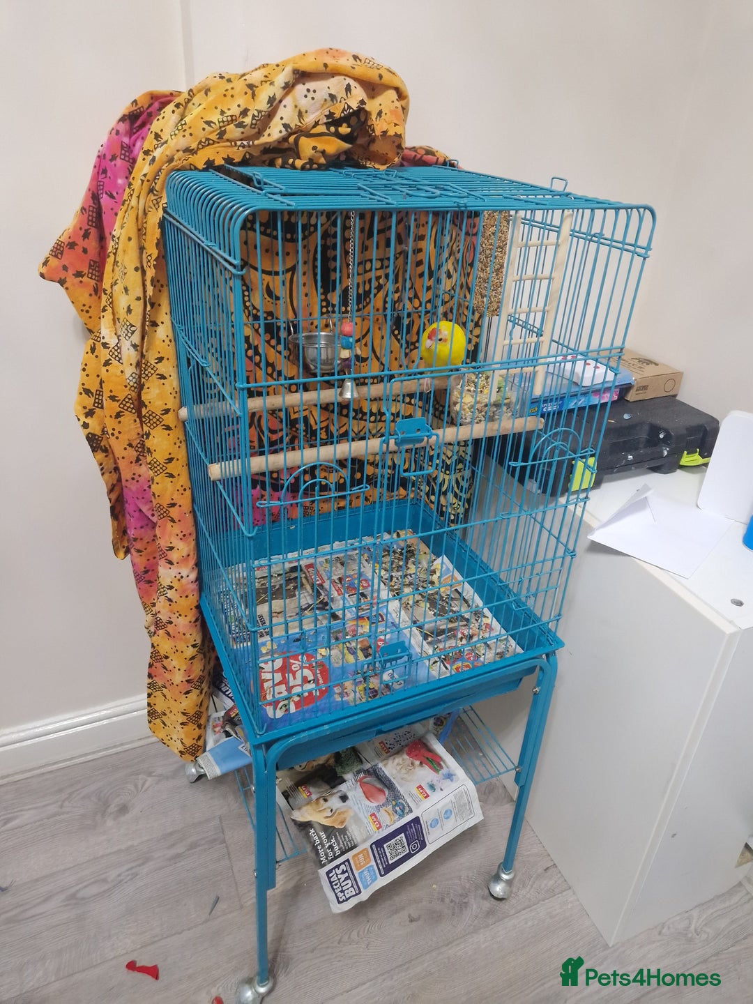 Parakeets birds for sale: Budgie for sale - Image 4