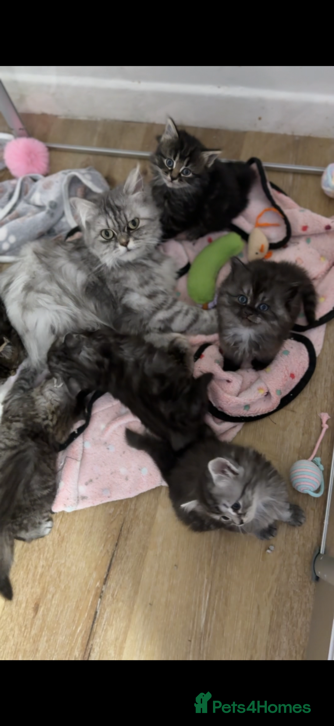 Persian cats for sale: PersianBSH silver, ginger & dark silver kittens 🩷 - Advert 17