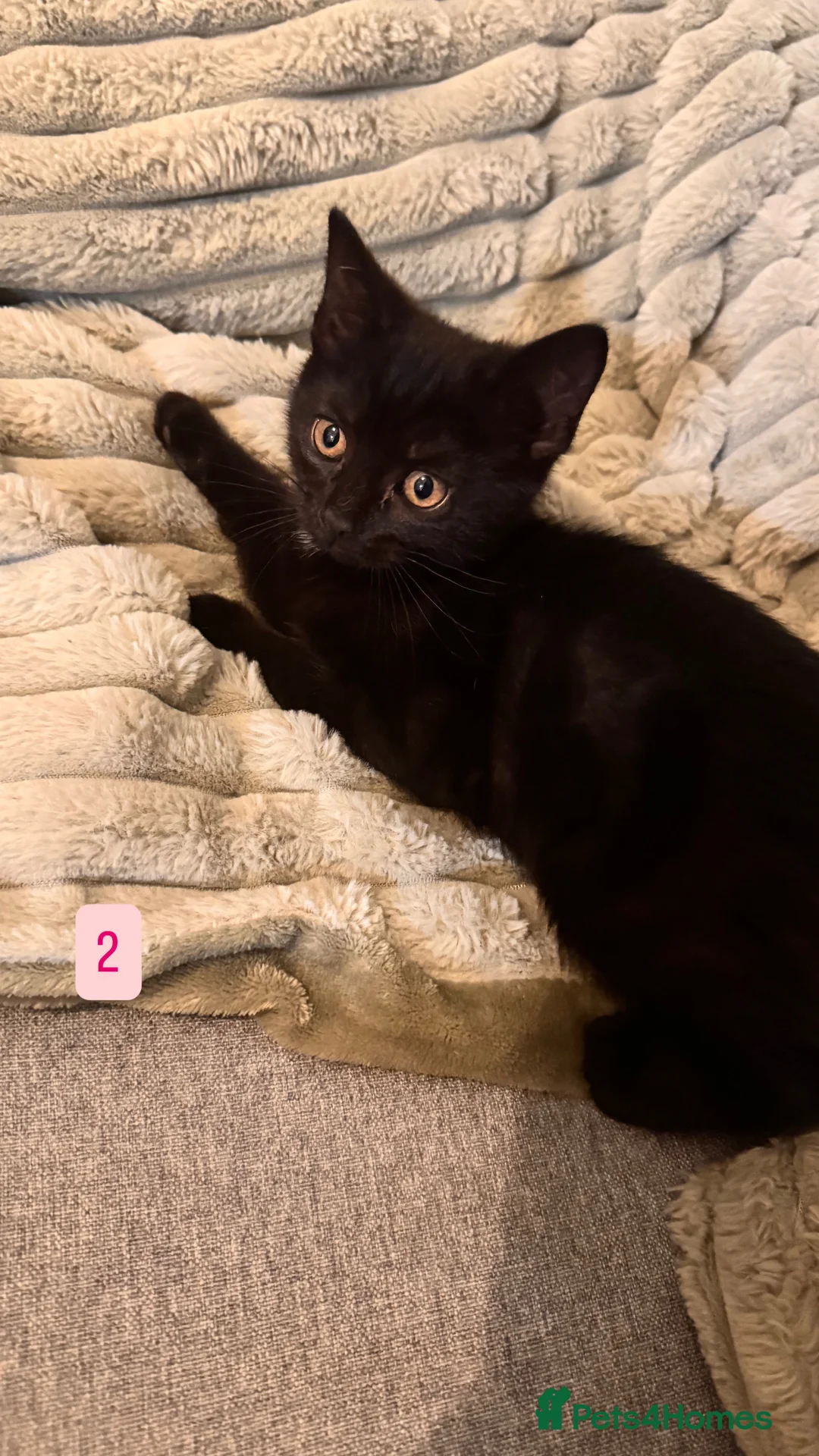 Mixed Breed cats for sale: Tabby Kittens available  - Advert 6