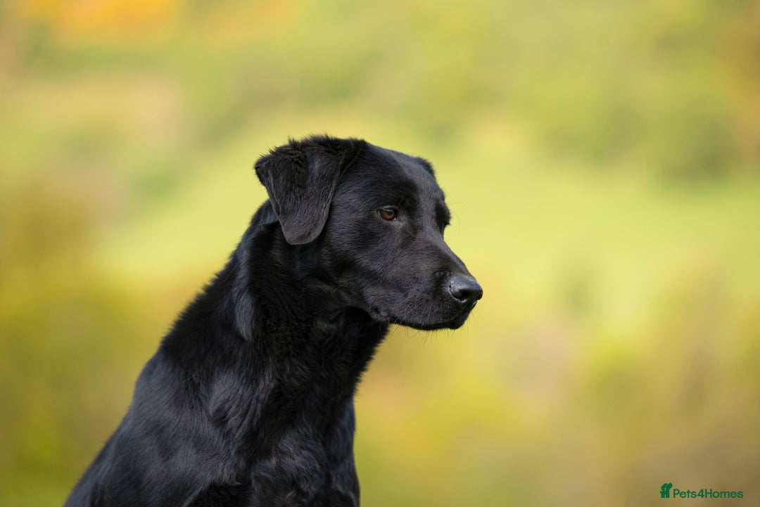 Labrador Retriever dogs for stud: Black Labrador for Stud in Crieff - Image 4