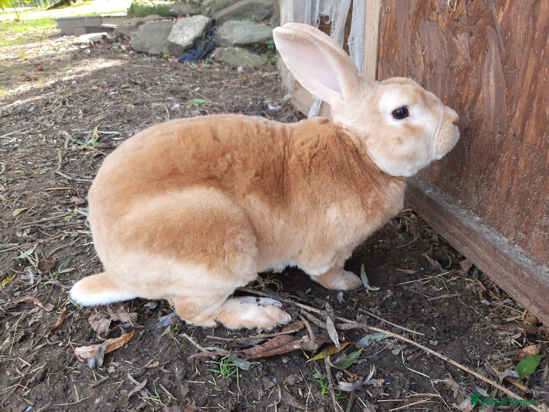 Rex rabbits for sale: Standard orange rex females - Image 2