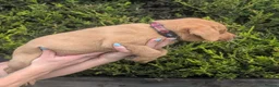 Labrador Retriever dogs for sale: KC Reg Labrador Puppies  in Bradford - Advert 23