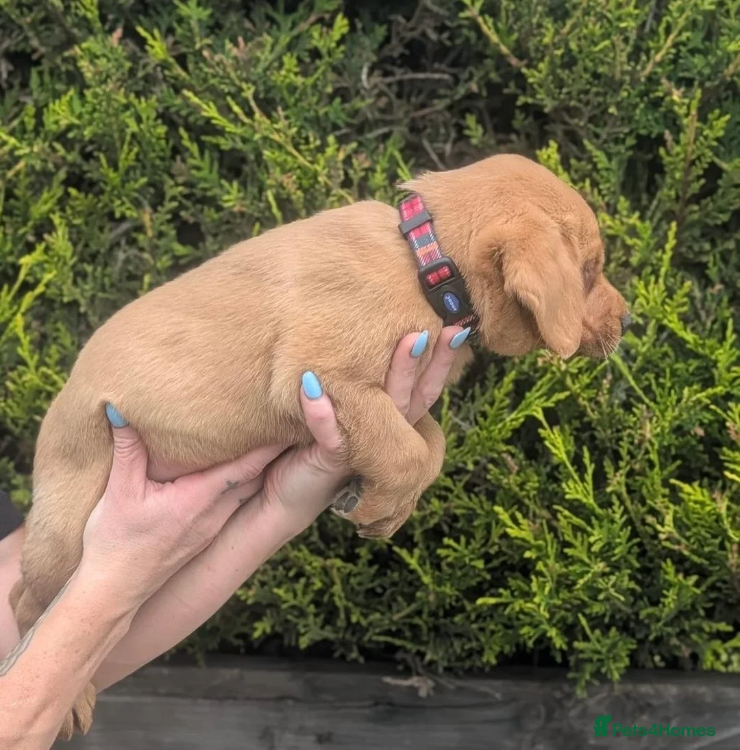 Labrador Retriever dogs for sale: KC Reg Labrador Puppies  in Bradford - Advert 23