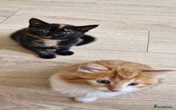 Mixed Breed cats for sale: Adorable kittens  - Image 26