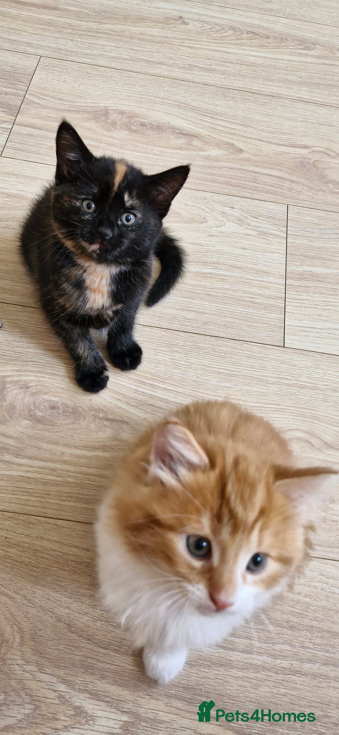 Mixed Breed cats for sale: Adorable kittens  - Image 26