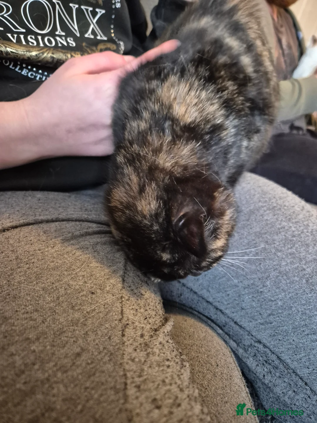 Selkirk Rex cats for sale: Pedigree tica reg black tortie neutered  - Advert 7