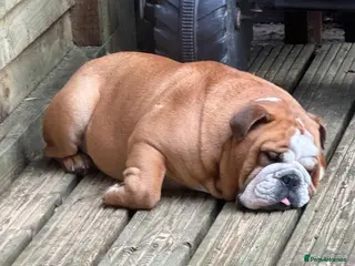 English Bulldog dogs English bulldog male - Advert 8