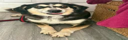 Mixed Breed dogs for adoption: Spritzer - great Ellingham Norfolk  in Attleborough - Advert 7