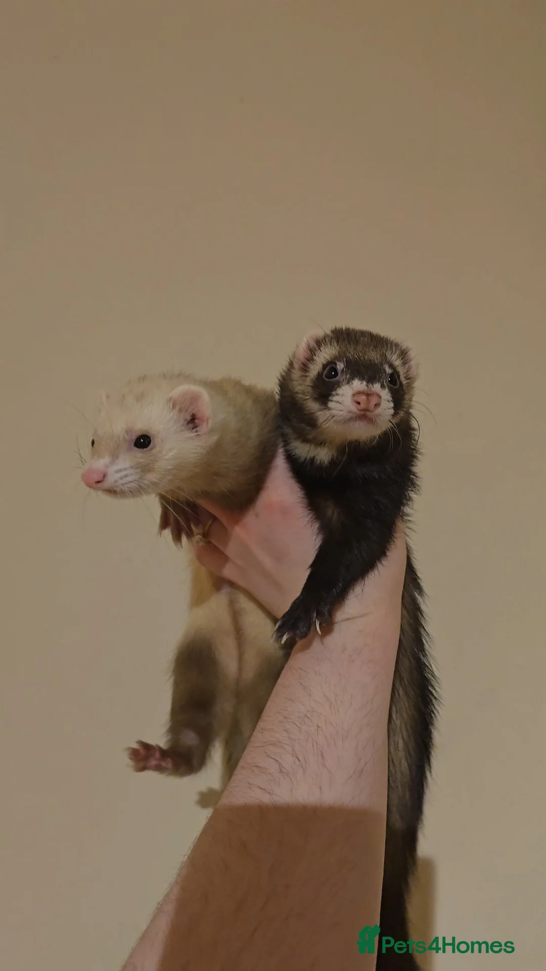 Ferret rodents for sale: 2 Lovely Jill's For Rehoming - Advert 1