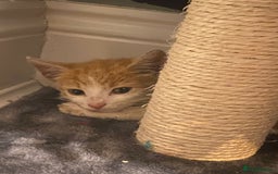 Mixed Breed cats for adoption: Ozzy needs a new home - Image 6
