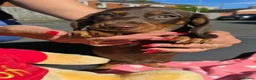 Dachshund dogs for sale: Medium sized' short legged Dachshund puppies - Advert 9