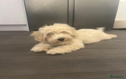 Cavachon dogs for sale: Beautiful little girl Cavachon puppy.  - Image 5