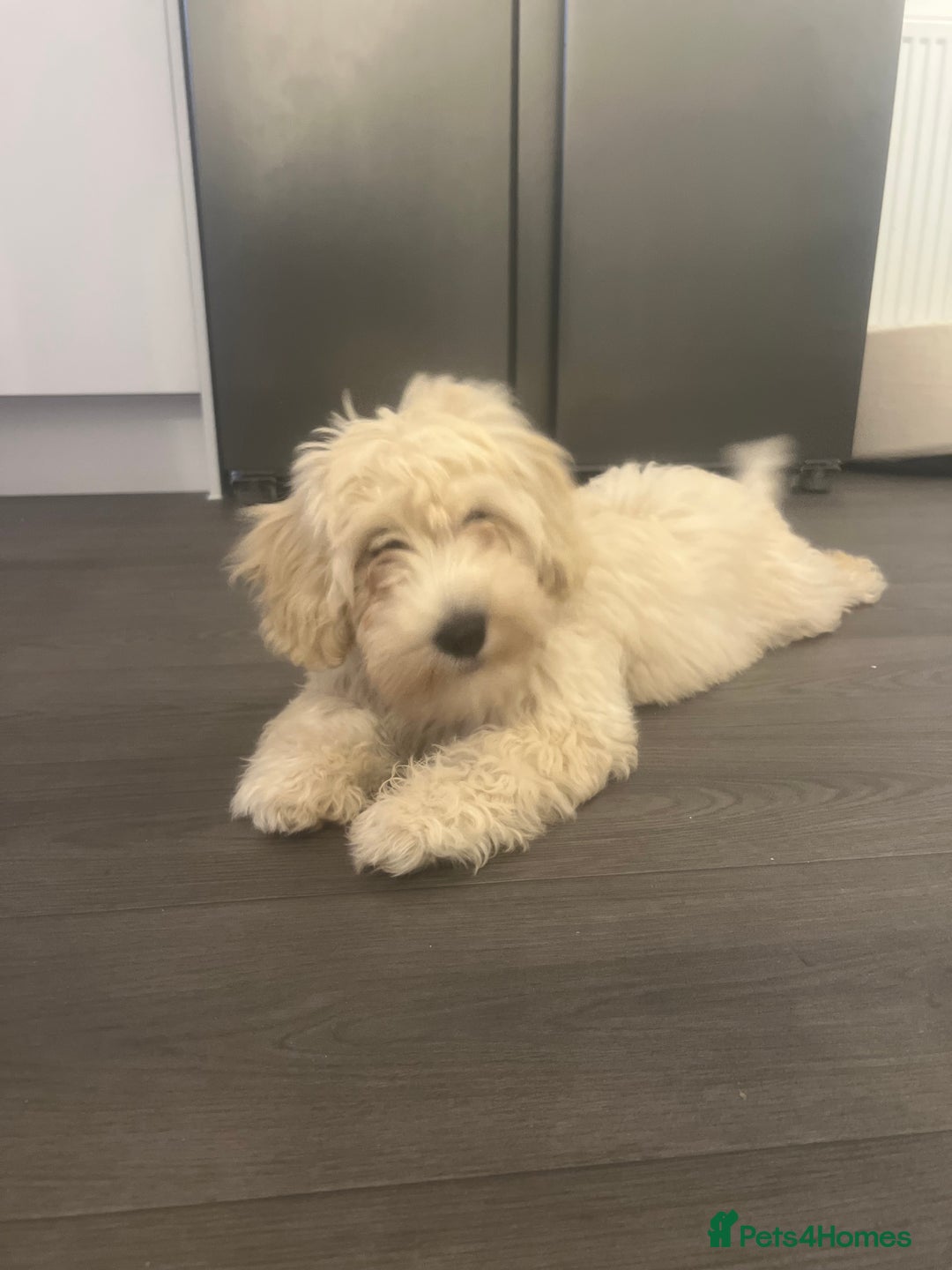 Cavachon dogs for sale: Beautiful little girl Cavachon puppy.  - Image 5