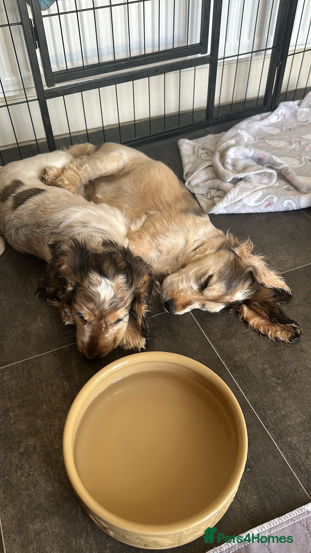 Cocker Spaniel dogs for sale: Stunning Pedigree KC Show Cocker Puppies  - Image 3