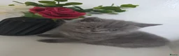 British Shorthair cats for sale: British shorthair  - Advert 7