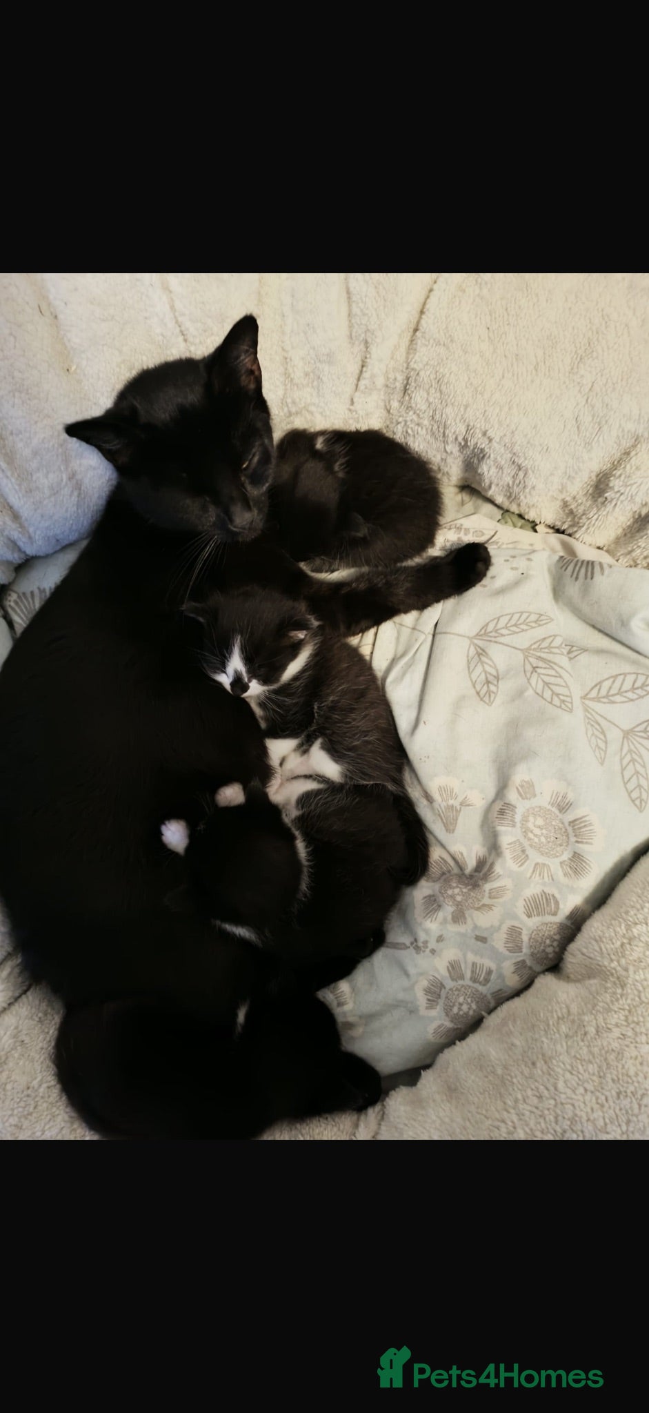 Mixed Breed cats Kittens  - Advert 1