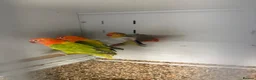 Mixed Breed birds for sale: Various Stunning Birds - Nationwide Delivery  in Newcastle upon Tyne - Advert 28