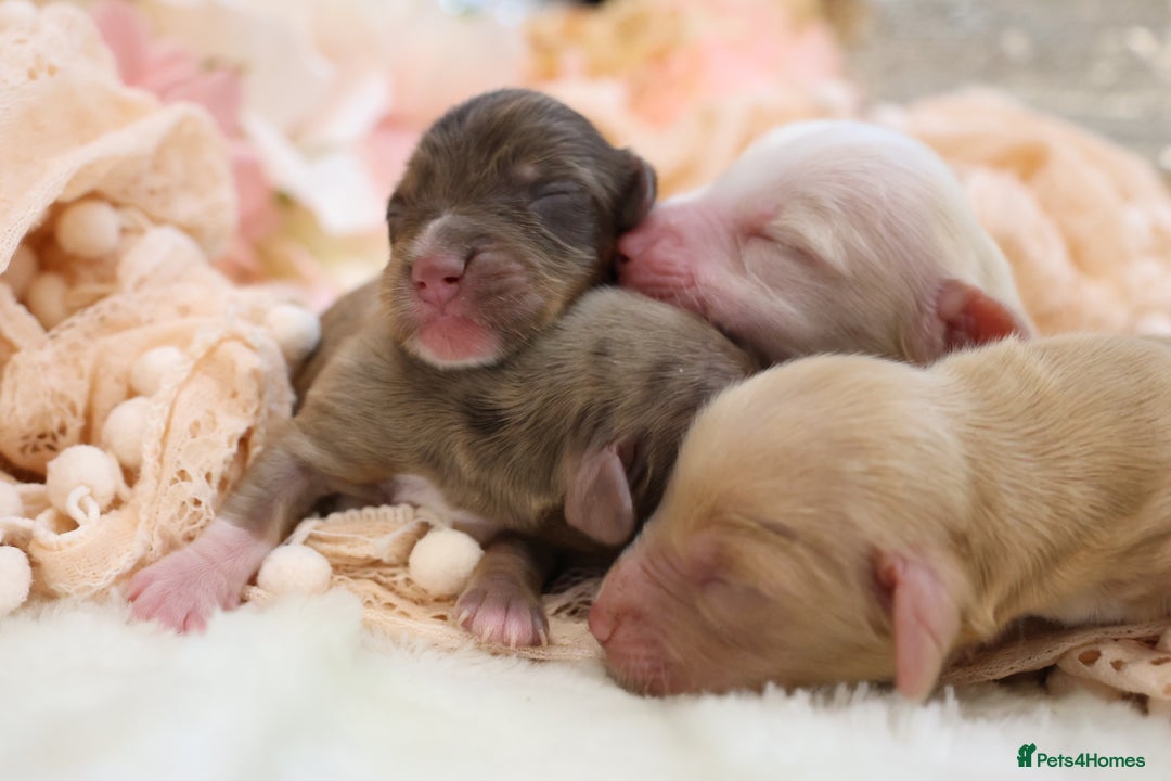 Miniature Dachshund dogs for sale: KC Longhair Miniature Dachshund Puppies - Advert 7