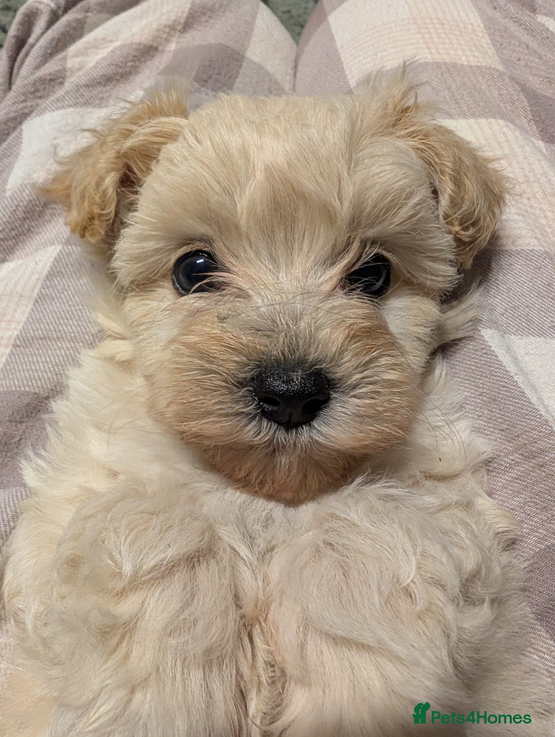 Maltipoo dogs for sale: Last Beautiful tiny female puppy available  - Image 17