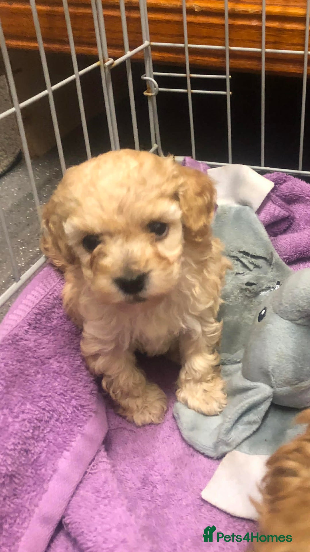 Cavapoo dogs for sale: Cavapoo puppies  - Advert 5