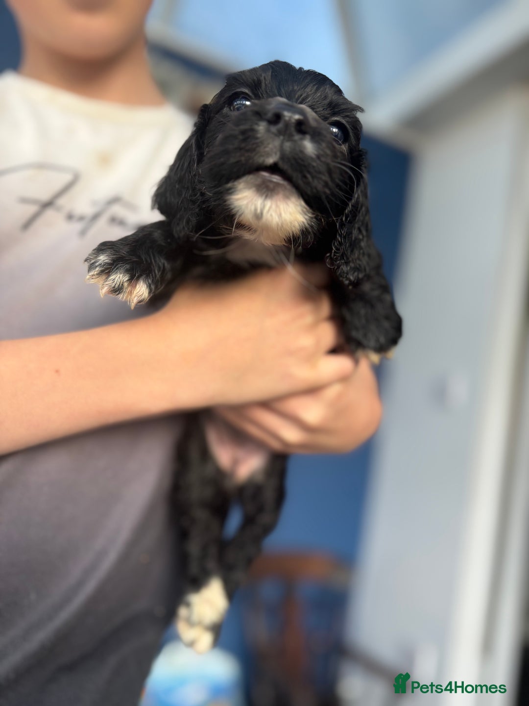 Cocker Spaniel dogs for sale: Show cocker spaniel puppies - Image 13