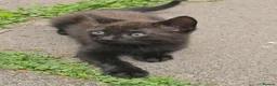 Mixed Breed cats for sale: Male kittens - Advert 7