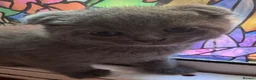 Brazilian Shorthair cats for sale: British Shorthair Kitten  - Advert 10