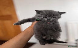 British Shorthair cats for sale: Pure British Shorthair kittens for sale  - Image 2