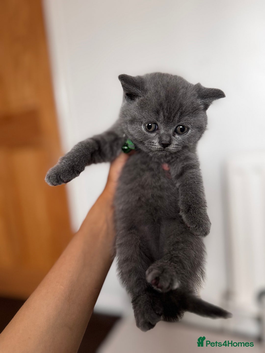 British Shorthair cats for sale: Pure British Shorthair kittens for sale  - Image 2