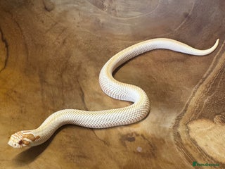 Snake reptiles Western hognose (albino superconda) - Advert 1