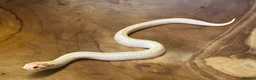 Snake reptiles for sale: Western hognose (albino superconda) - Advert 1