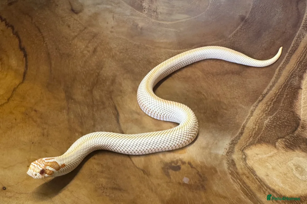 Snake reptiles for sale: Western hognose (albino superconda) - Advert 1