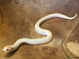 Snake reptiles Western hognose (albino superconda) - Advert 12