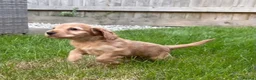 Cocker Spaniel dogs for sale: Cocker spaniel puppies - Advert 4