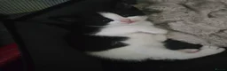 Mixed Breed cats for sale: 5 Beautiful Kittens Looking for Forever Homes - Advert 8