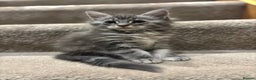 Maine Coon cats for sale: TICA Maine Coon Kittens - Advert 13