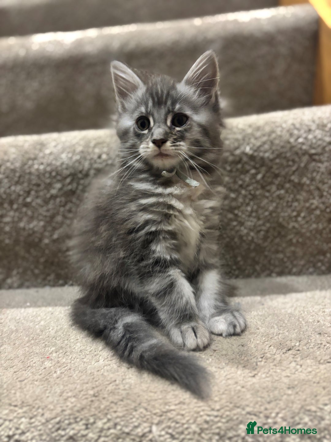 Maine Coon cats for sale: TICA Maine Coon Kittens - Advert 13