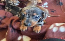 Miniature Dachshund dogs for sale: Miniature dachshund puppies - Image 4
