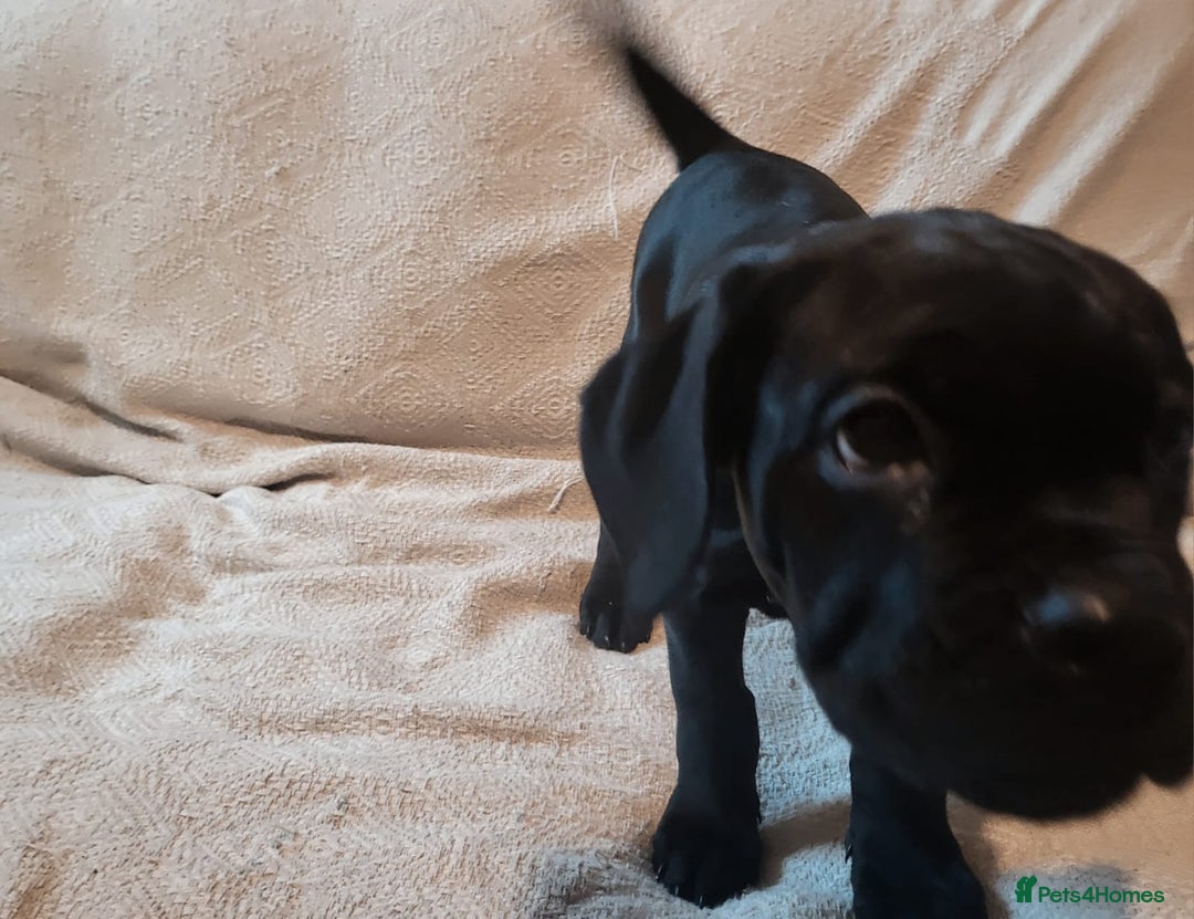 Cane Corso dogs for sale: Cane Corso - Advert 13